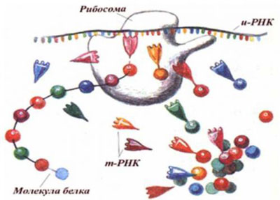 Основой является белок