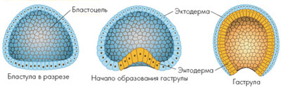 Решительный шаг развития