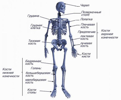 Костная система вашего организма